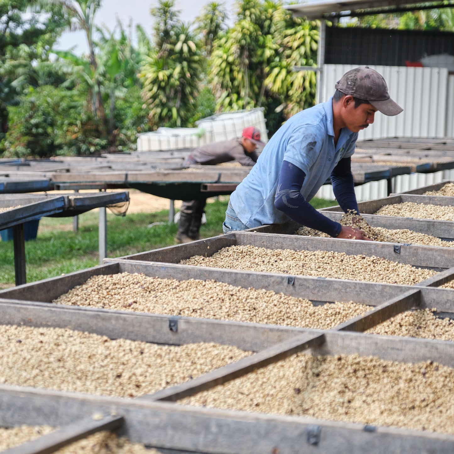 Costa Rica White Honey - Single Farmer Project