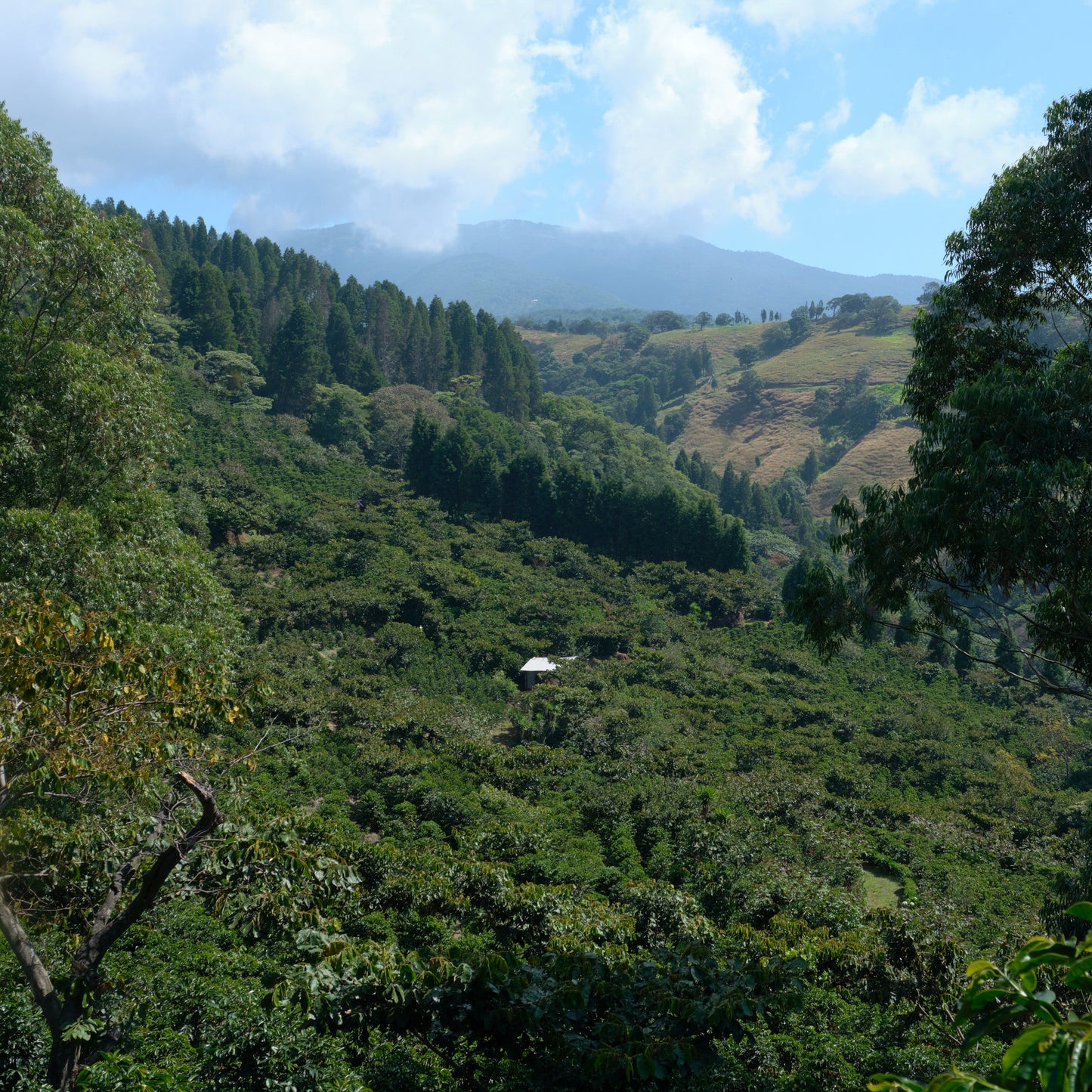 Costa Rica White Honey - Single Farmer Project