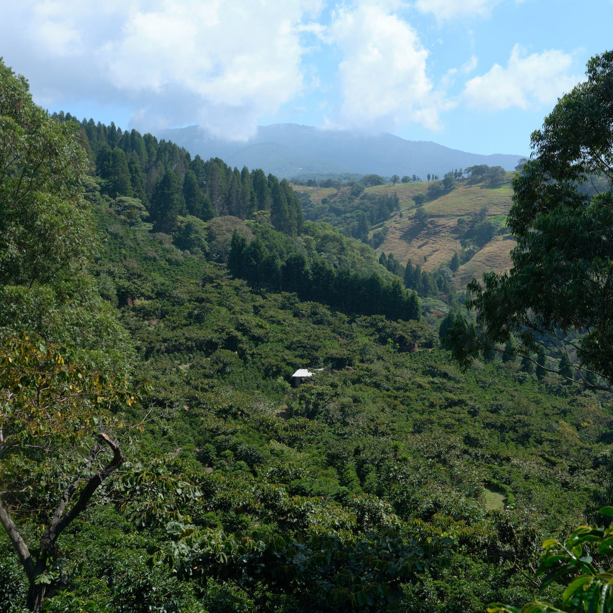 Costa Rica White Honey - Single Farmer Project - RIVET Coffee