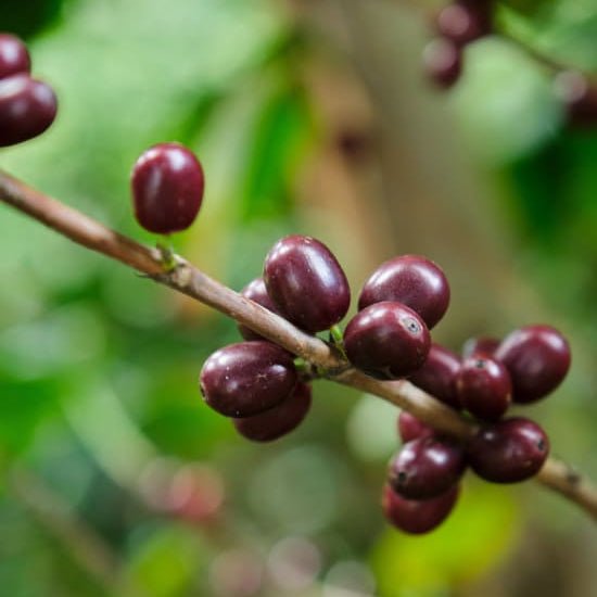 Costa Rica White Honey - Single Farmer Project - RIVET Coffee