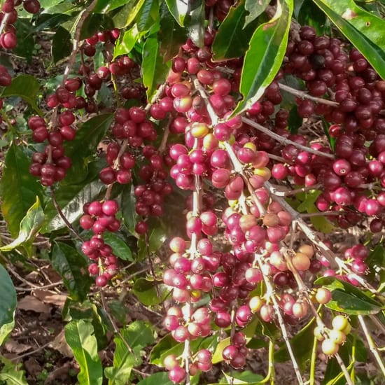 Ethiopia Natural Yirgacheffe - Single Farmer Project - RIVET Coffee