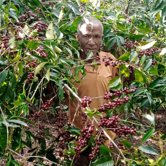 Ethiopia Natural Yirgacheffe - Single Farmer Project - RIVET Coffee