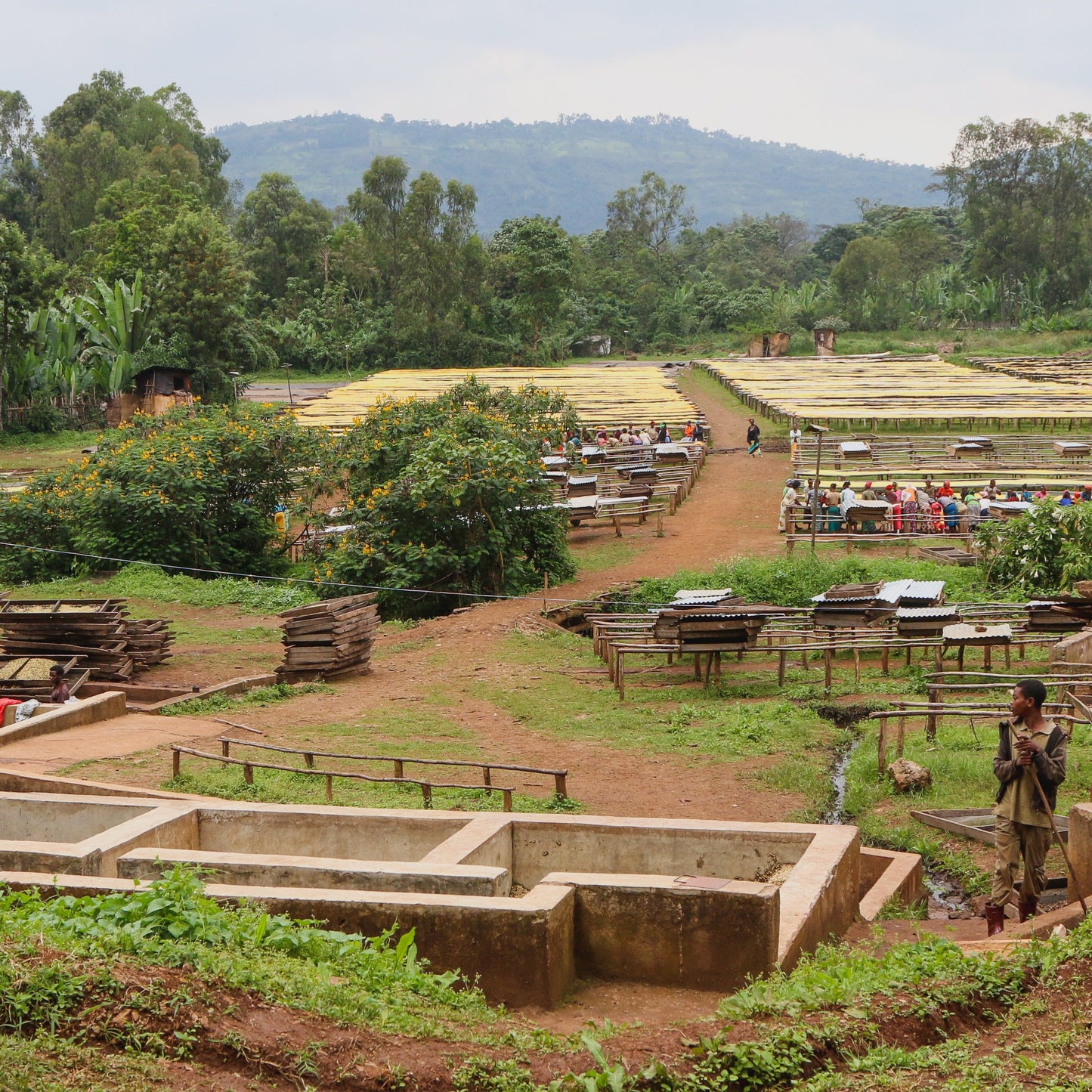 Ethiopia Natural Yirgacheffe - Single Origin Coffee - RIVET Coffee