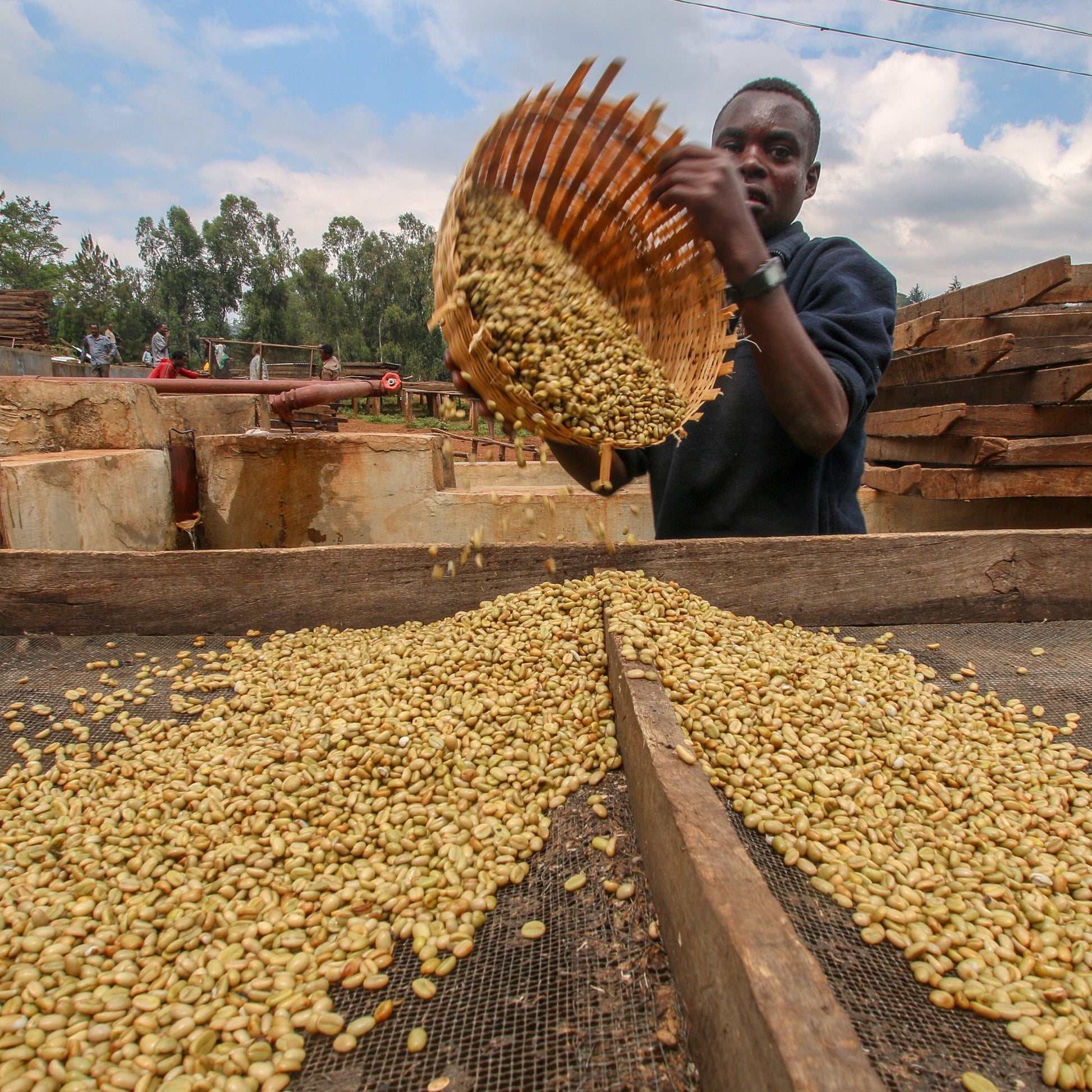 Ethiopia Natural Yirgacheffe - Single Origin Coffee - RIVET Coffee