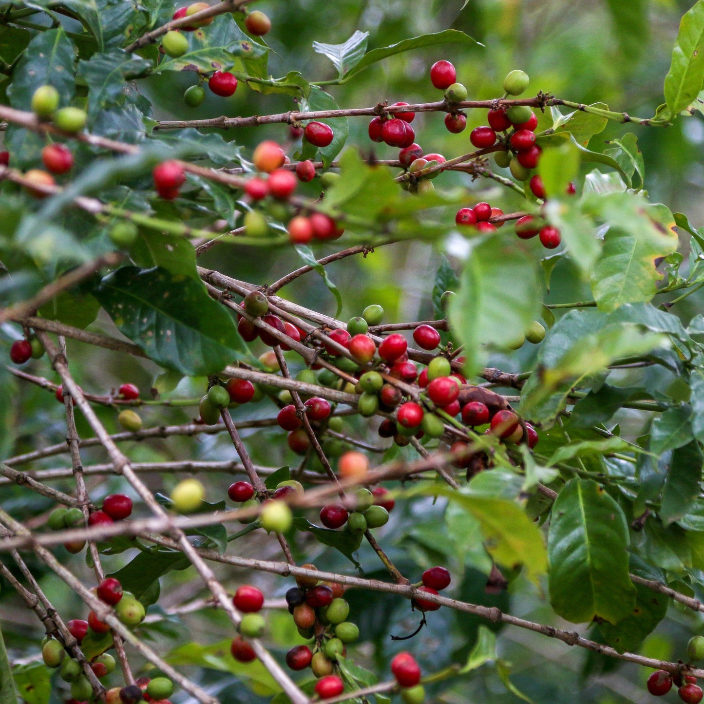 Ethiopia Natural Yirgacheffe - Single Origin Coffee - RIVET Coffee