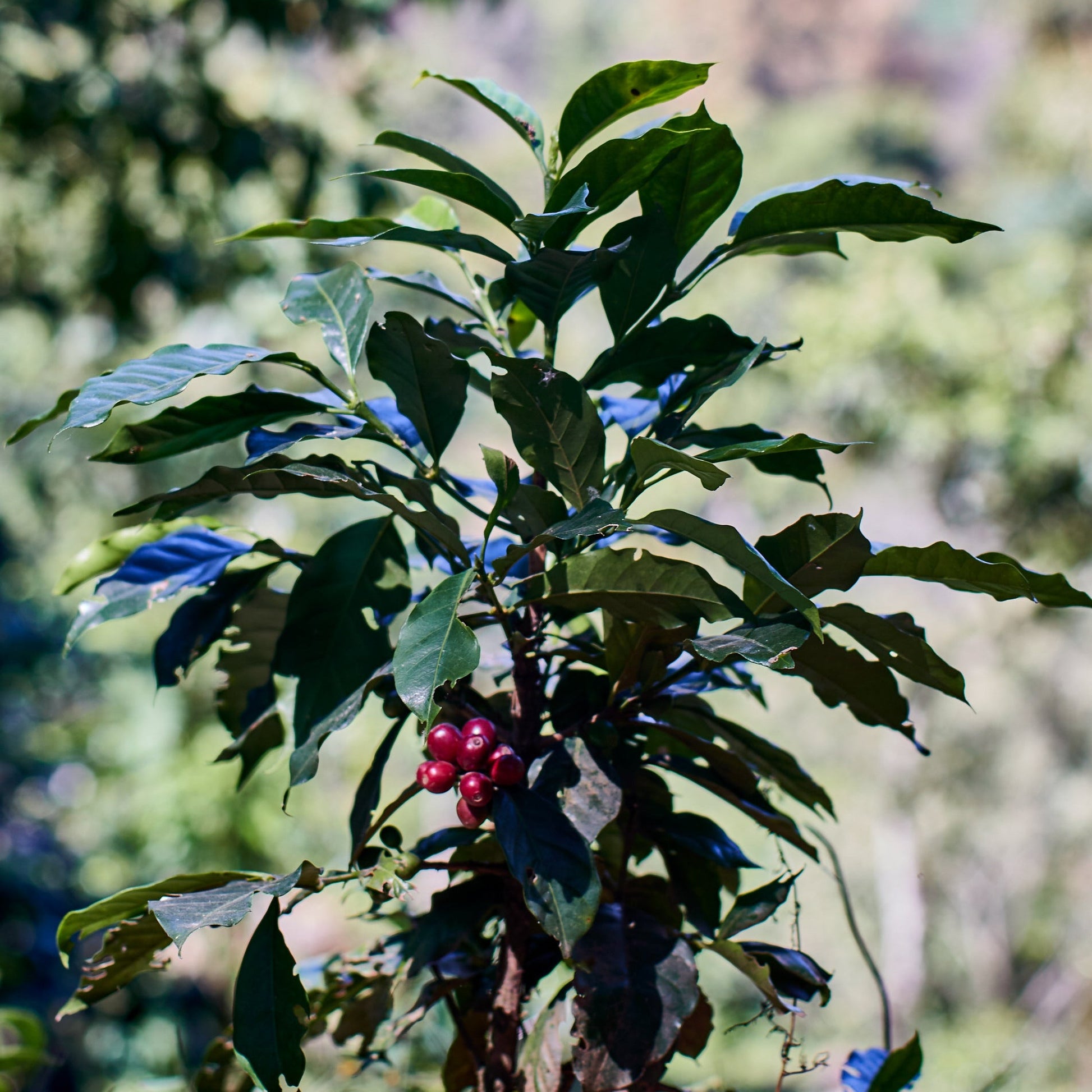 Guatemala Medium Roast - RIVET Coffee