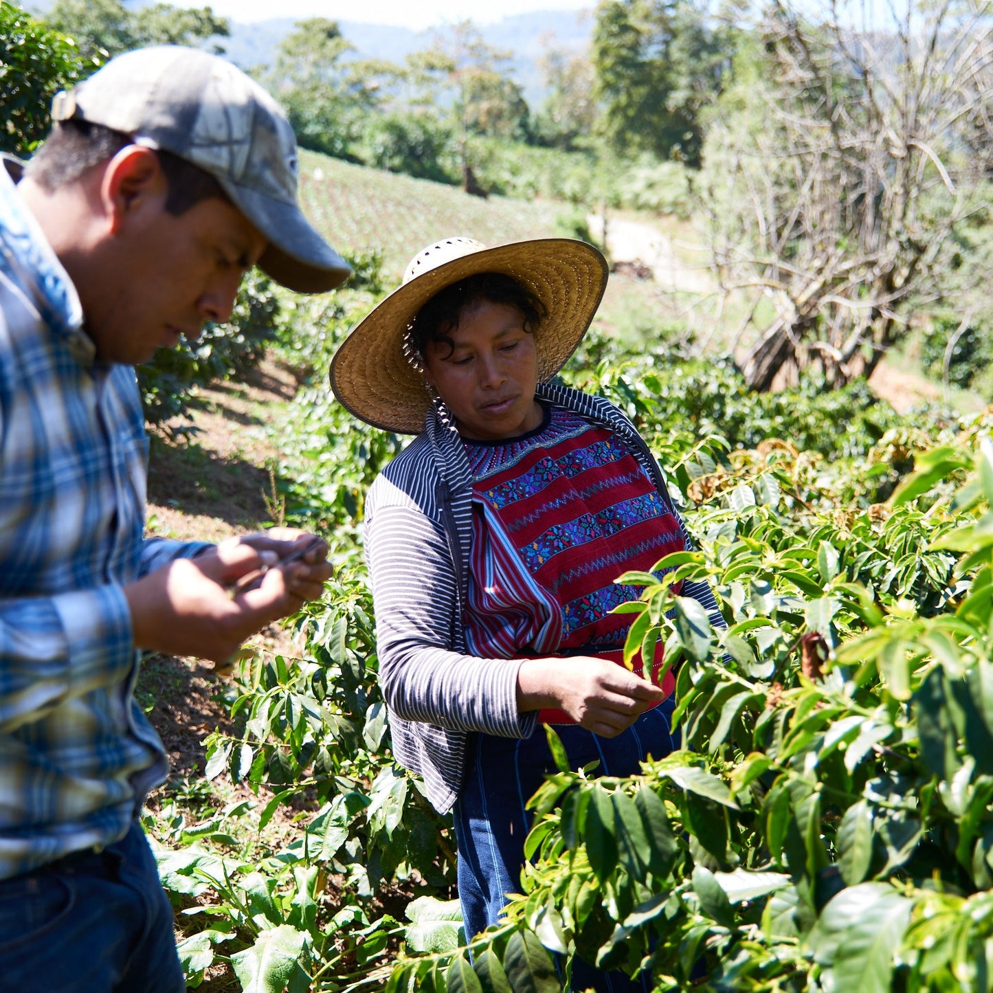 Guatemala Medium Roast - RIVET Coffee