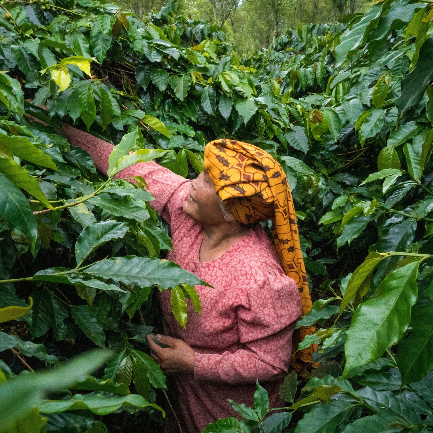 Sumatra Dark Roast - RIVET Coffee