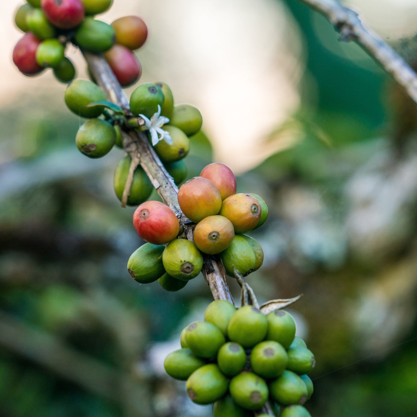 Sumatra Dark Roast - RIVET Coffee