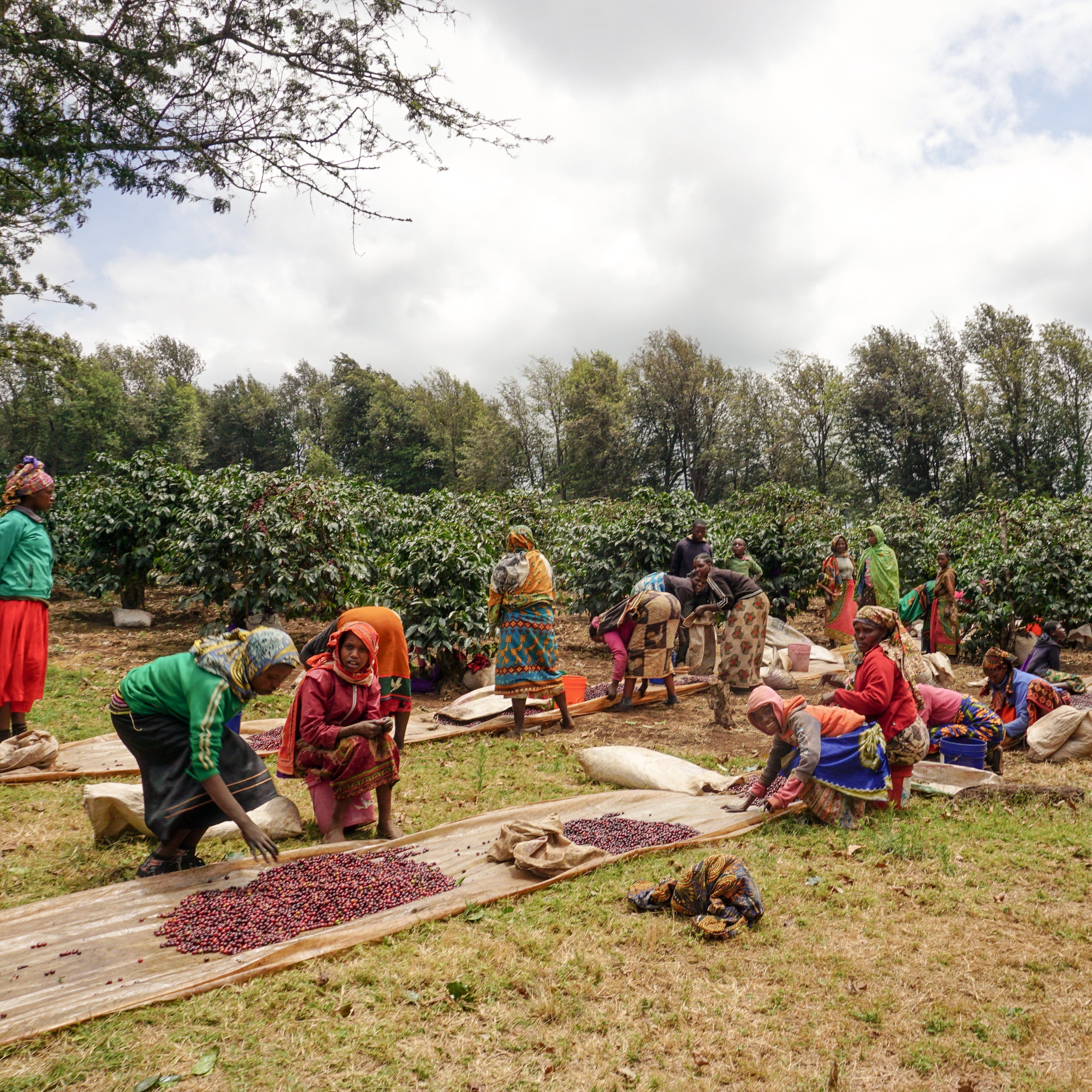 Tanzania Peaberry - Light Roast – RIVET Coffee