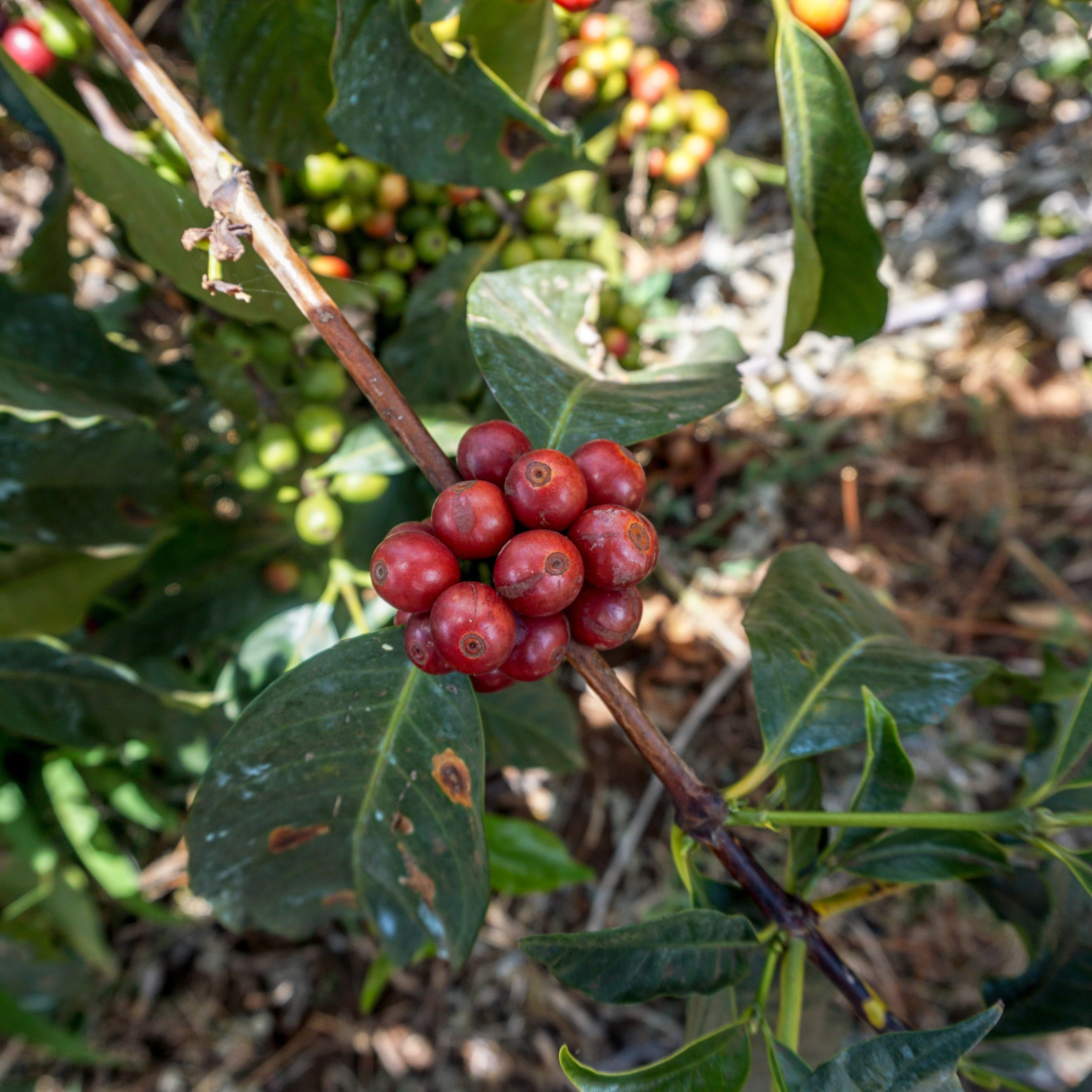 Tanzania Peaberry - Light Roast – RIVET Coffee