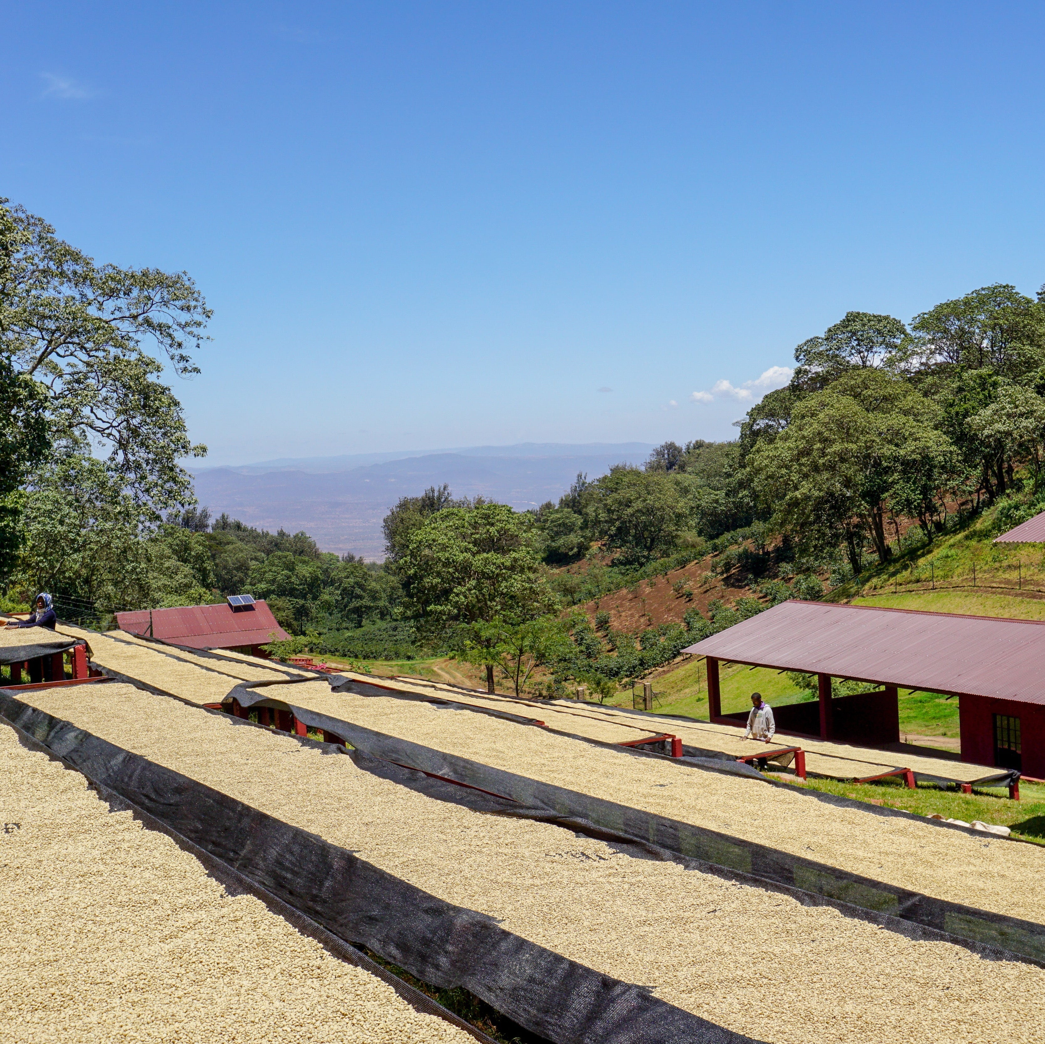 Tanzania Peaberry - Light Roast – RIVET Coffee