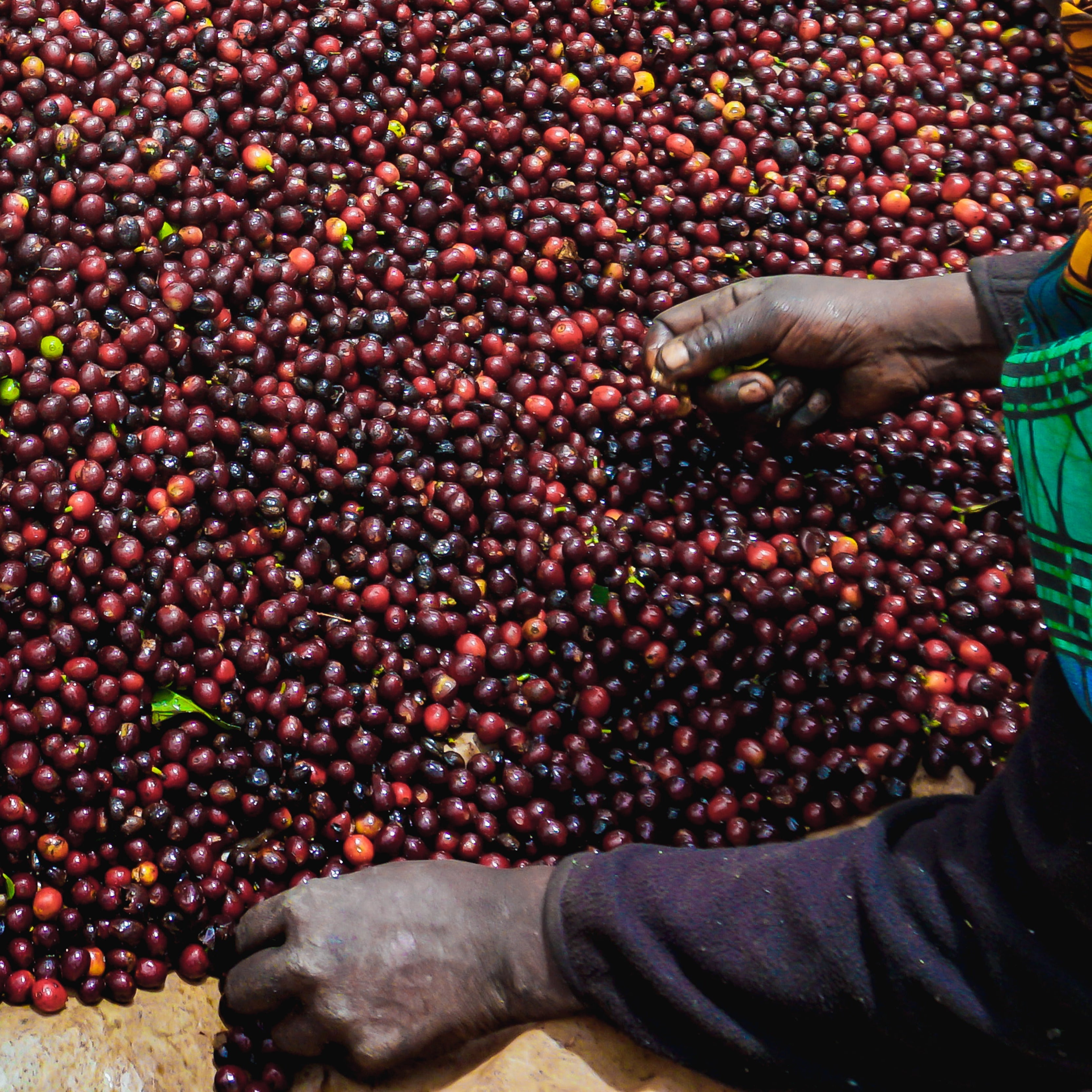 Tanzania Peaberry - Light Roast – RIVET Coffee